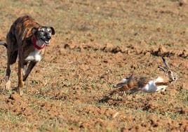 Tercera jornada de los cuartos de final del Campeonato Nacional de Galgos