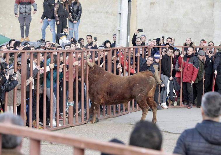 El toro de la ganadería Arriazu trata de meter la cabeza entre los barrotes.