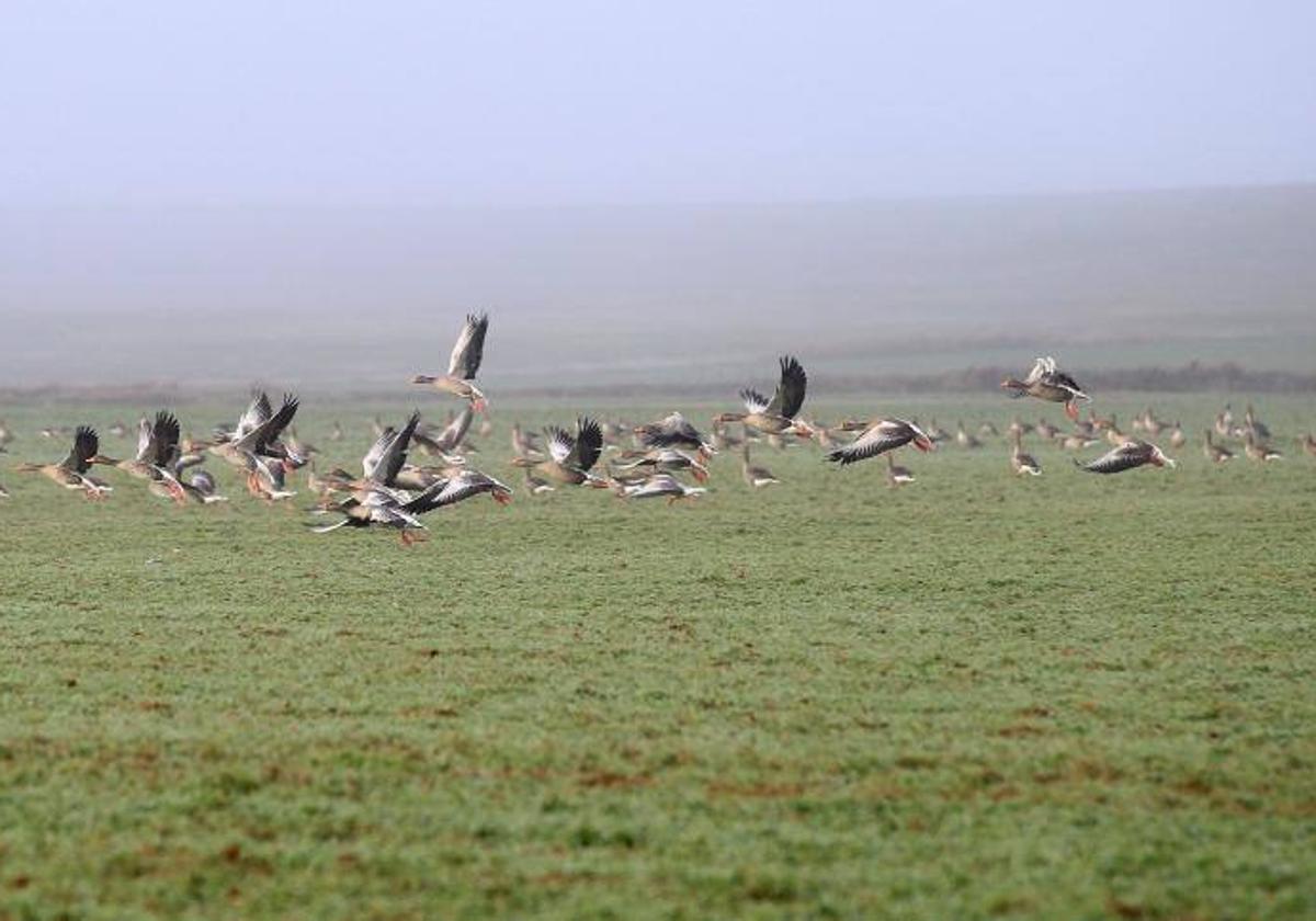 Un grupo de aves en la Laguna de la Nava.