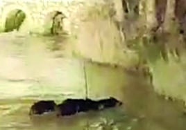 Los jabalíes cruzan el Duratón junto al molino tras pasearse por el parque de La Judería.