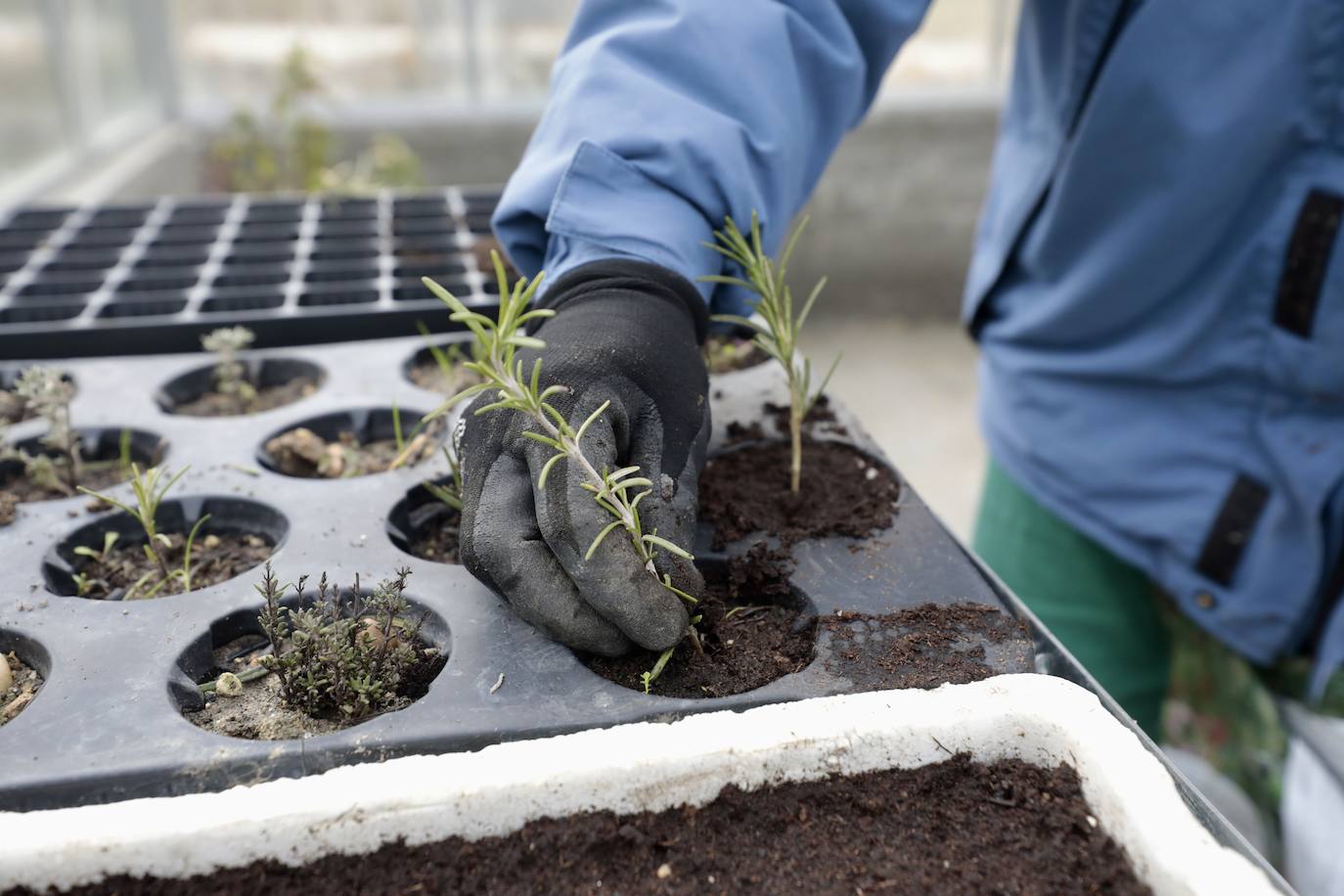 Fundación Intras inaugura el primer jardín terapéutico de Valladolid