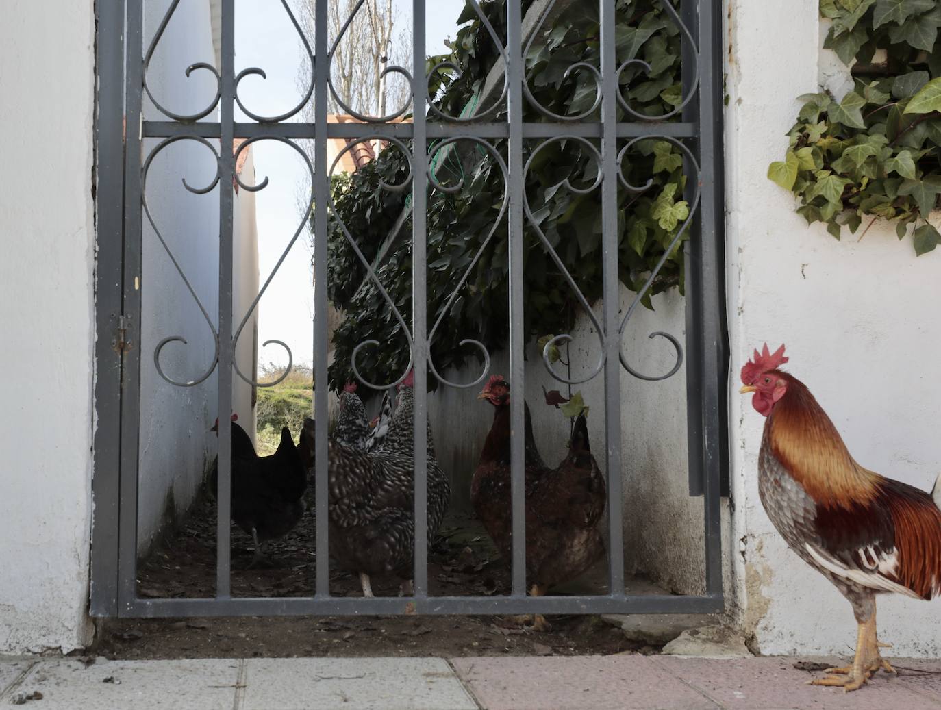 Un paseo, en imágenes, por la Cañada Real
