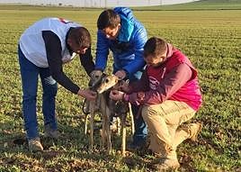 Un momento de la preparación de los canes.