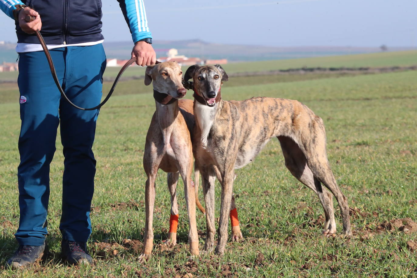 Las imágenes de la primera semifinal del Campeonato de España de Galgos