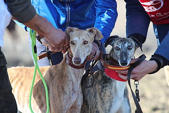 Las imágenes de la primera semifinal del Campeonato de España de Galgos