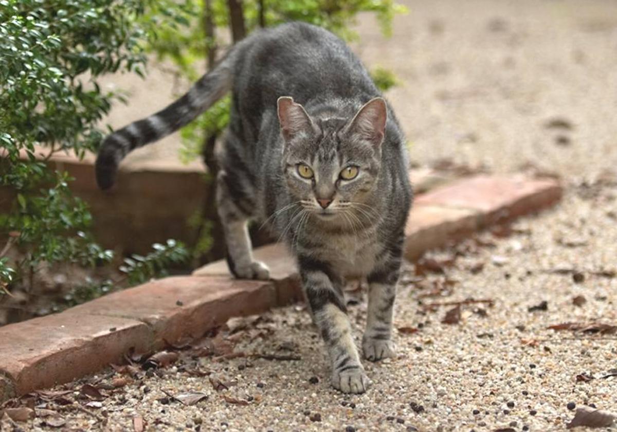 El juicio por tirar a un contenedor su gato herido, visto para sentencia