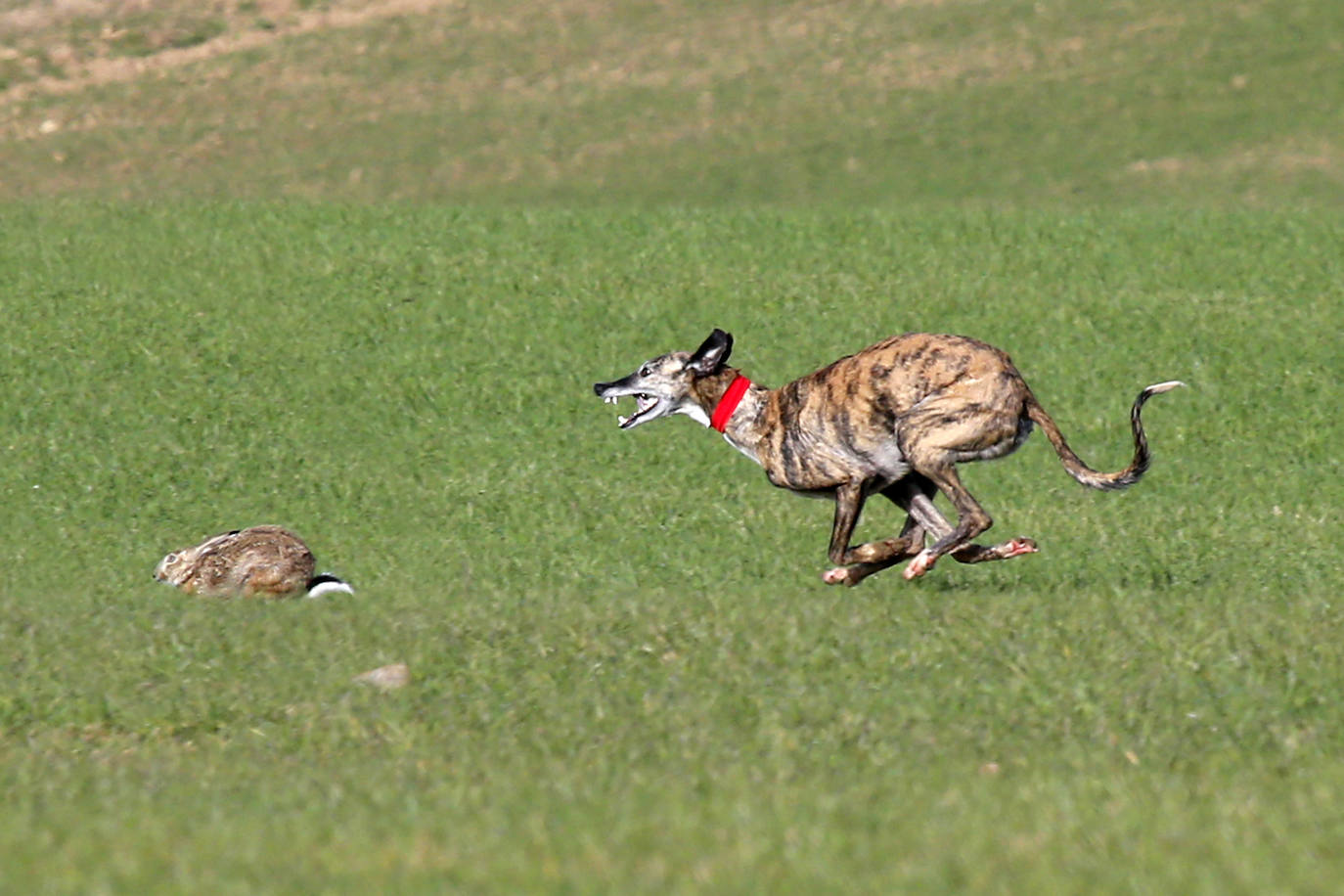 Las imágenes de la segunda semifinal del Campeonato de España de Galgos