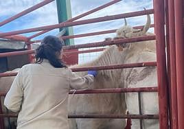 Una veterinaria realiza una prueba de saneamiento.