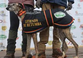 La galga zamorana 'Leyenda de Retumba'.