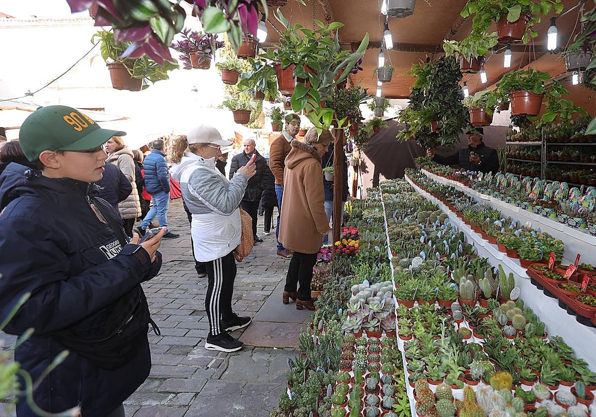 Puesto de venta de plantas en la plaza de San Francisco.