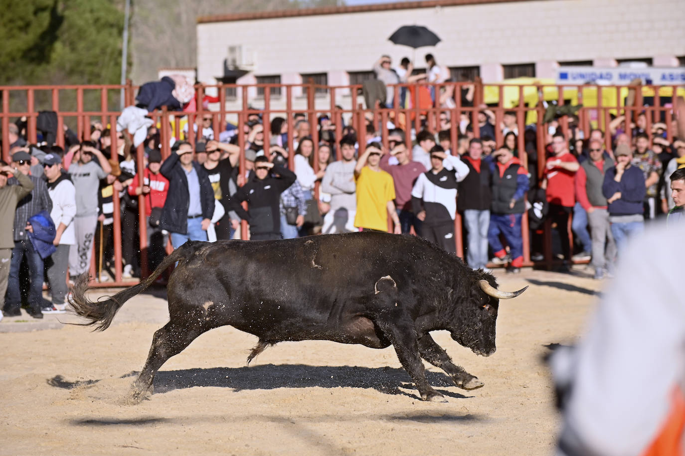 El encierro de Viana de Cega, en imágenes