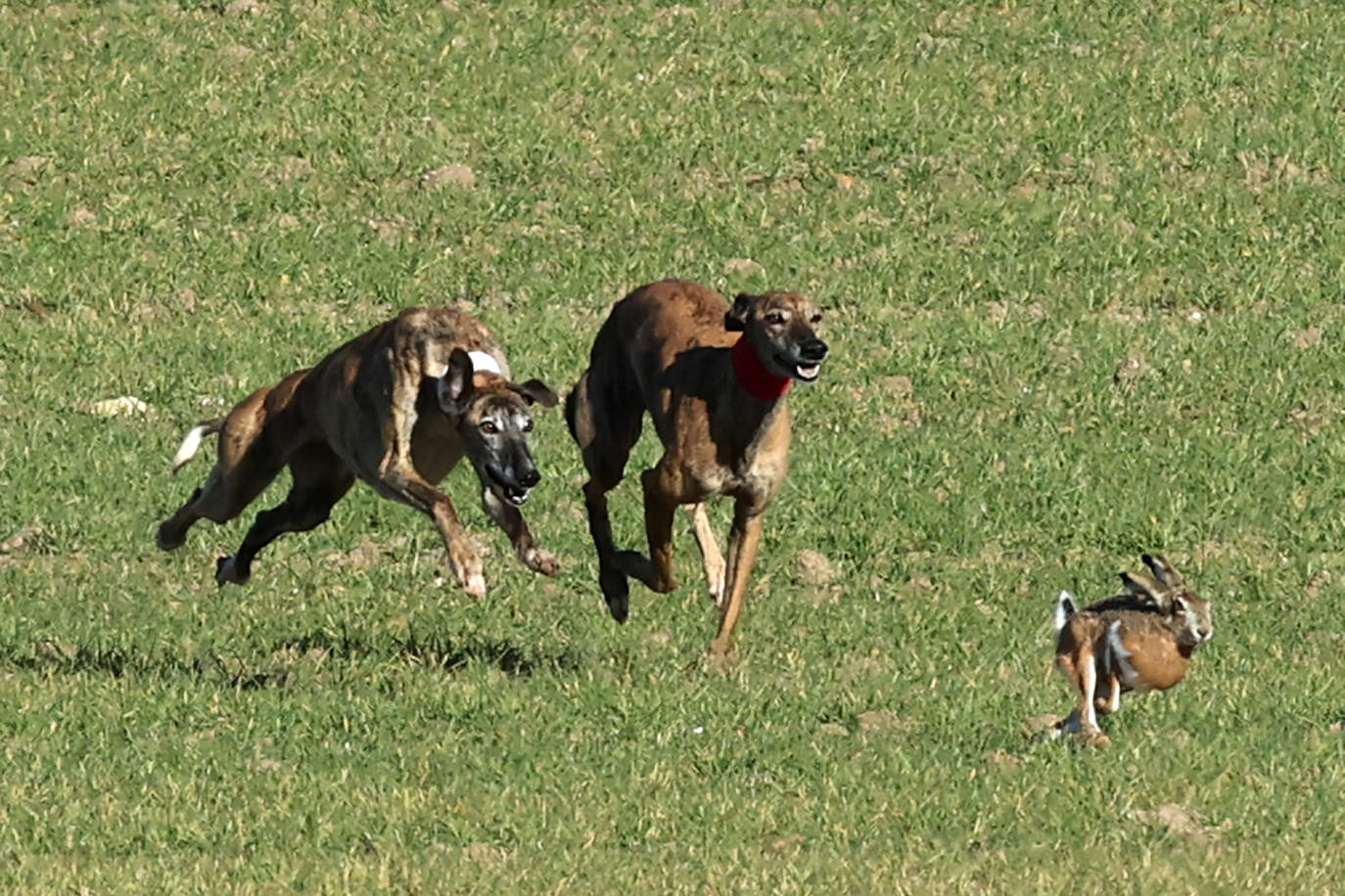 Final del Campeonato de España de Galgos en Nava del Rey