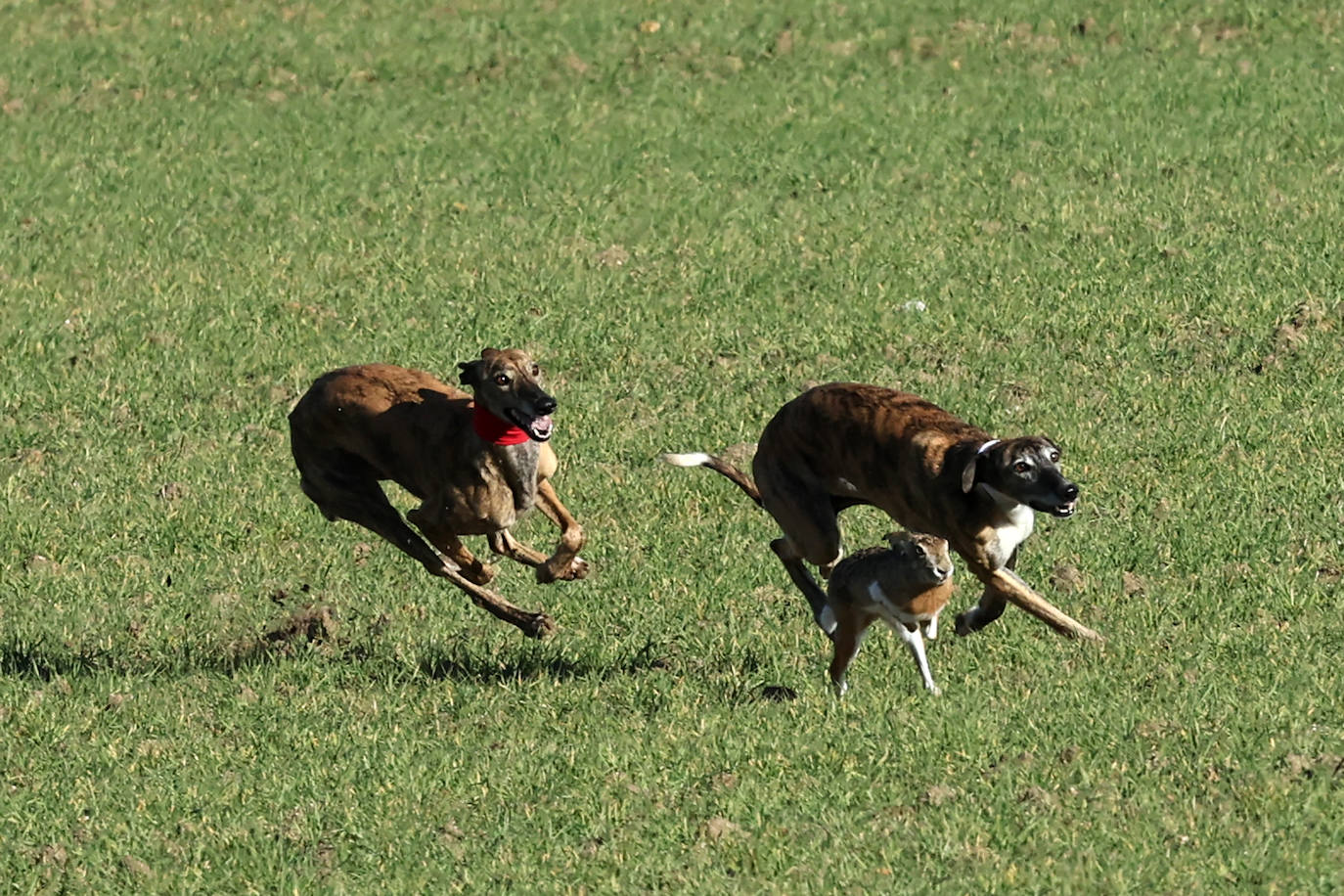 Final del Campeonato de España de Galgos en Nava del Rey