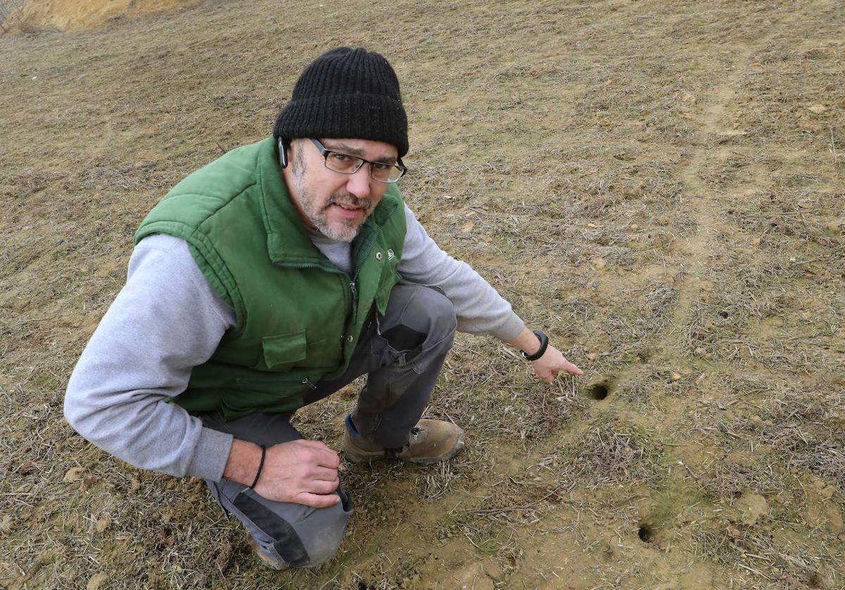 Juan Jesús Rico muestra una tierra arrasada por los topillos.