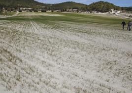 Agricultores recorren un campo casi yermo por los efectos devastadores que la sequía.