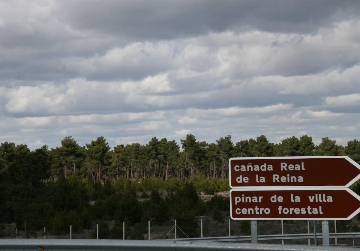 Pinar de Comunidad de Villa y Tierra de Cuéllar.