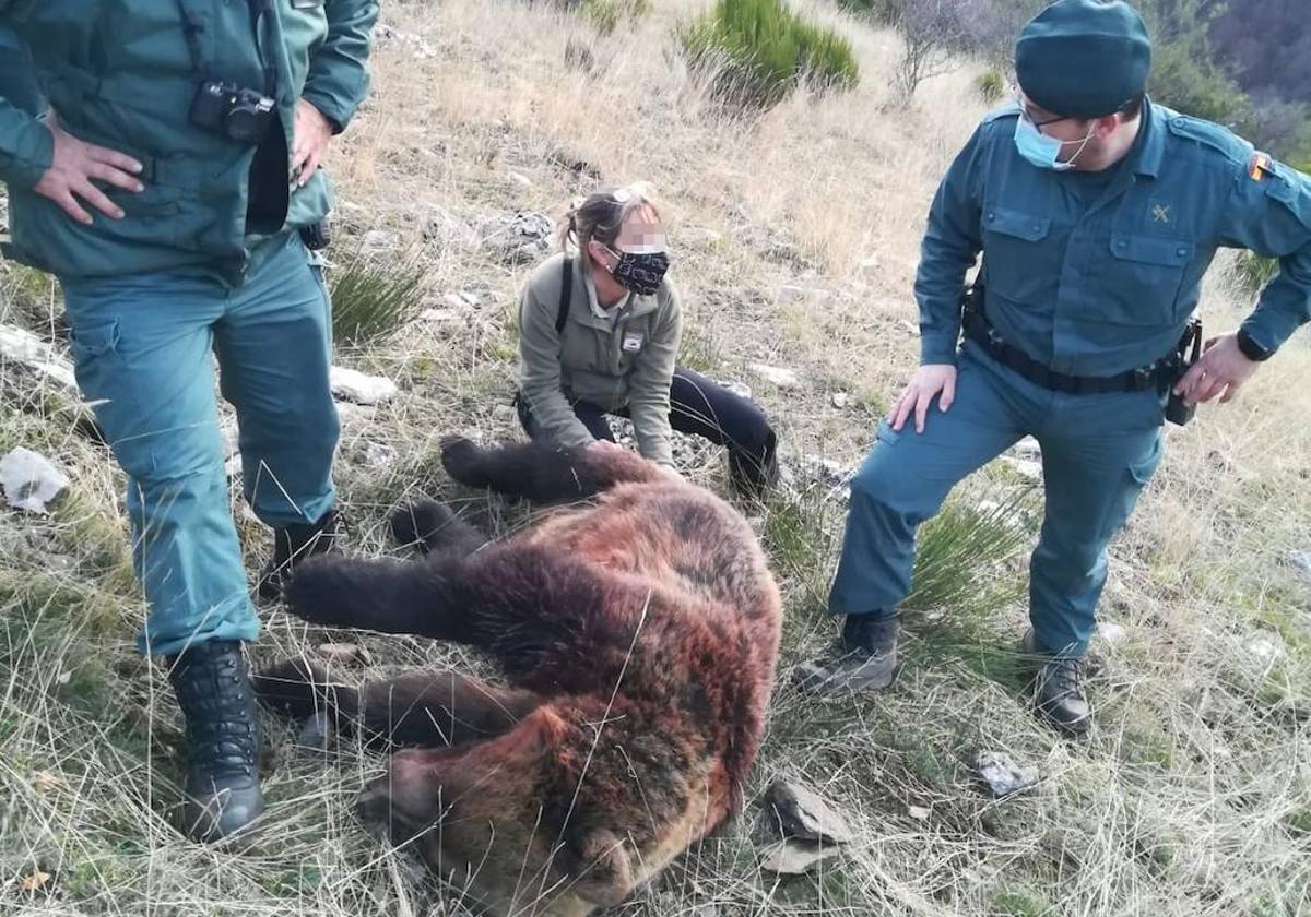 Osa abatida en la cacería.