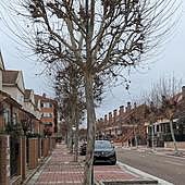 El Ayuntamiento talará 40 árboles en Parque Alameda ante la oposición vecinal