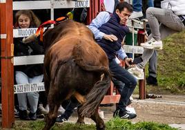 Primer encierro taurino en el Carnaval de Ciudad Rodrigo