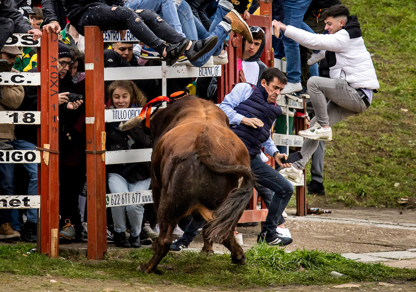 Primer encierro taurino en el Carnaval de Ciudad Rodrigo