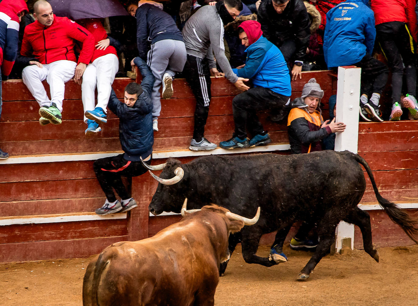 Primer encierro taurino en el Carnaval de Ciudad Rodrigo