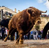 Cinco heridos durante el encierro en el Carnaval del Toro de Ciudad Rodrigo