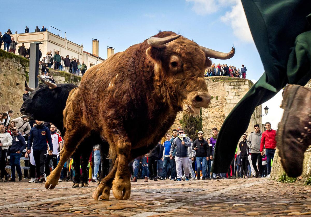 Carnaval del Toro de Ciudad Rodrigo.