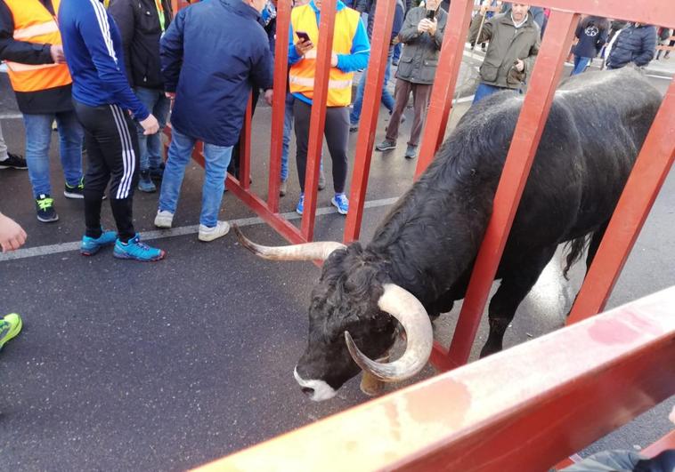 Momento en el que el buey queda atrapado en la valla del encierro.