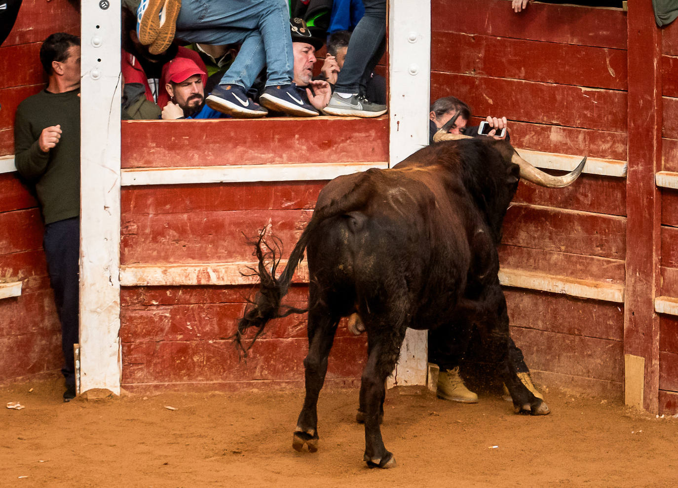 Las espectaculares imágenes del Carnaval del Toro de Ciudad Rodrigo