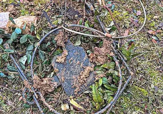 El cepo localizada por la asociación en los Montes Torozos.