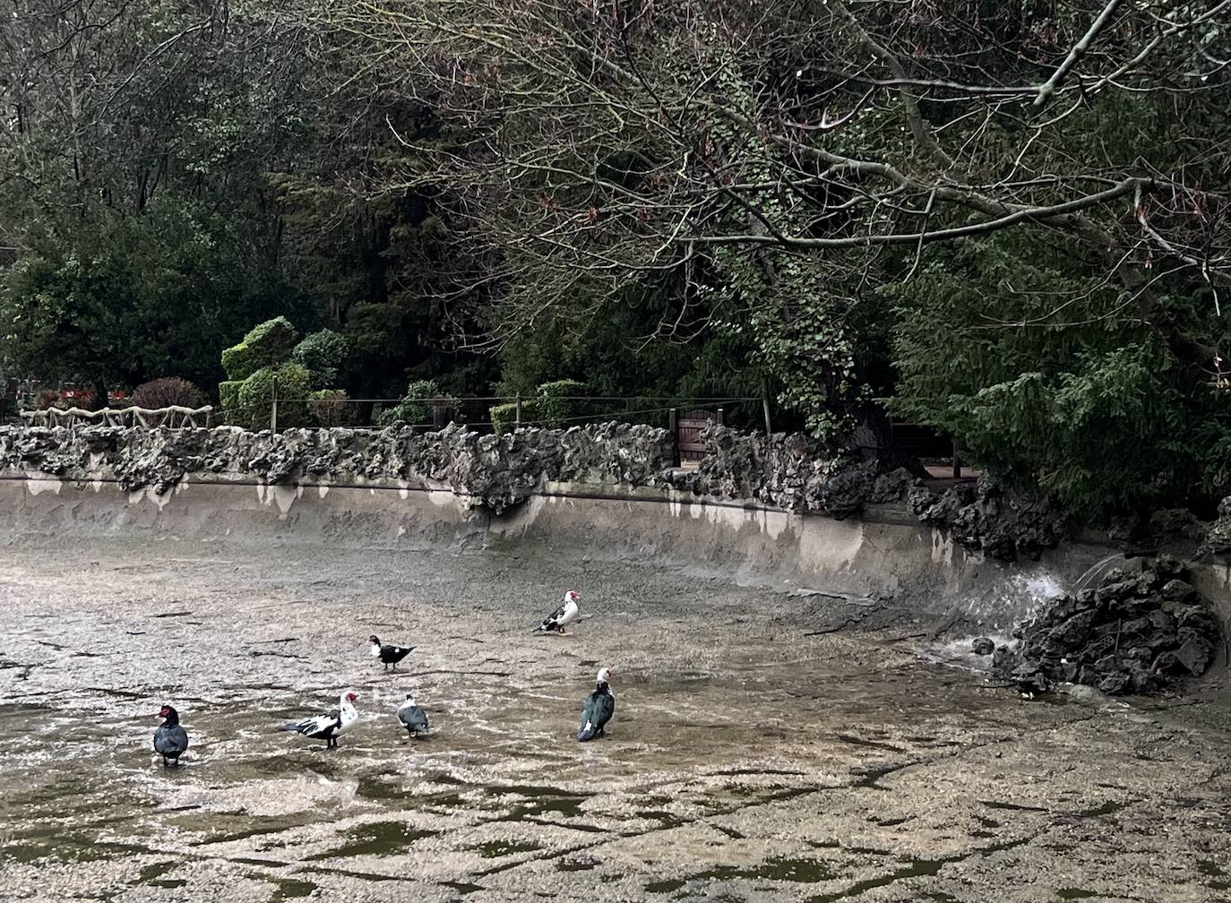El vaciado del estanque de Campo Grande, en imágenes