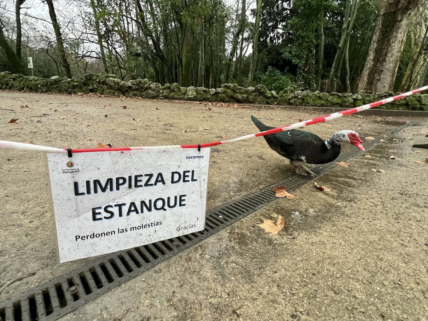 El vaciado del estanque de Campo Grande, en imágenes