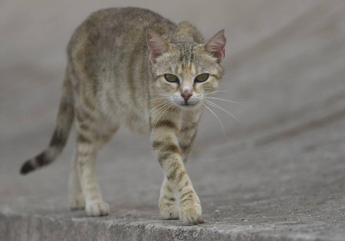 Absuelto el acusado de tirar a un contenedor un gato de su propiedad herido