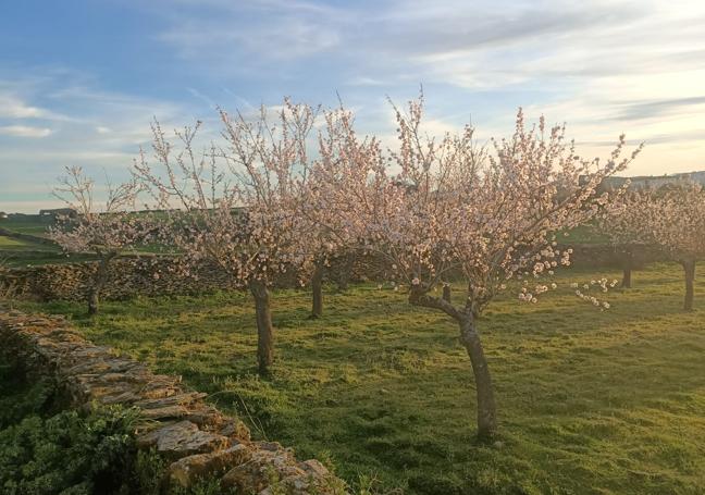 Estado actual de los almendros en Vilvestre, en los, Arribes salmantinos.