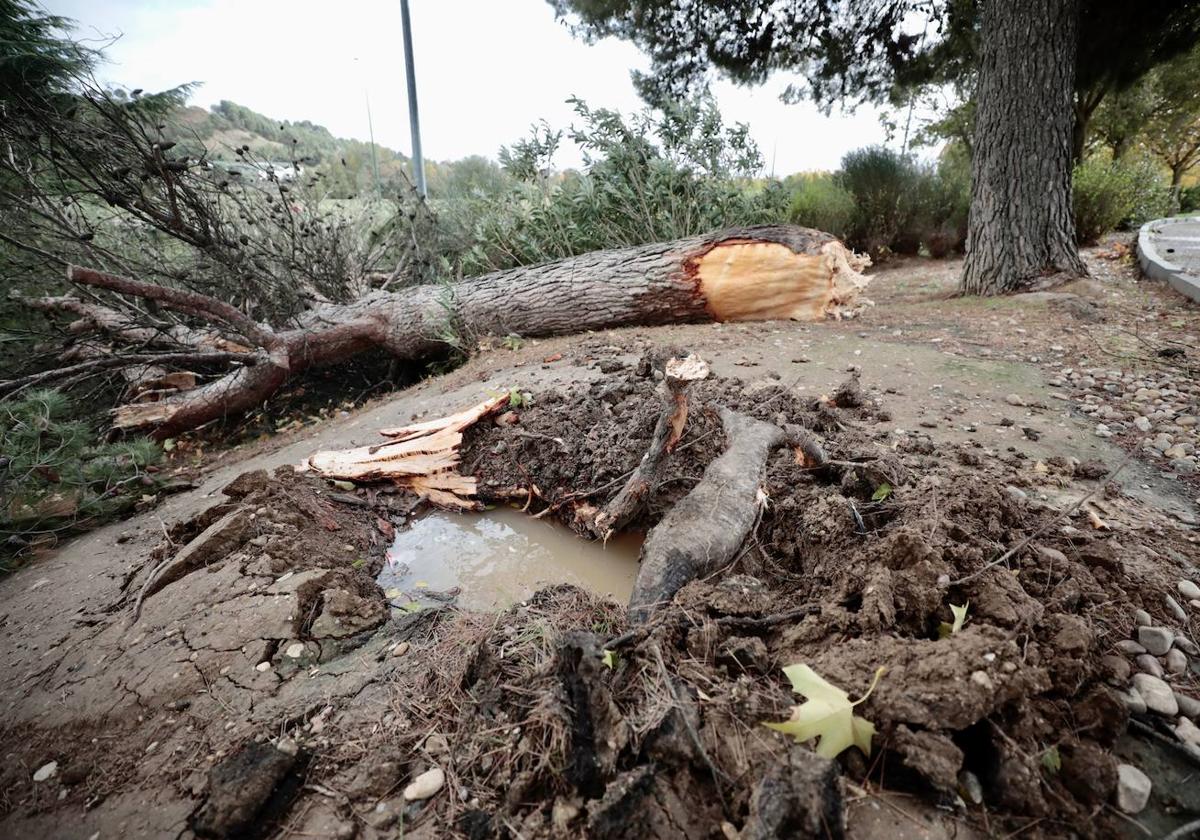 Árbol derribado por el viento.