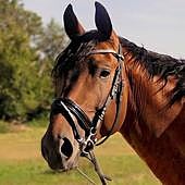 Investigan a una leonesa por maltratar y dejar morir a dos caballos en una finca