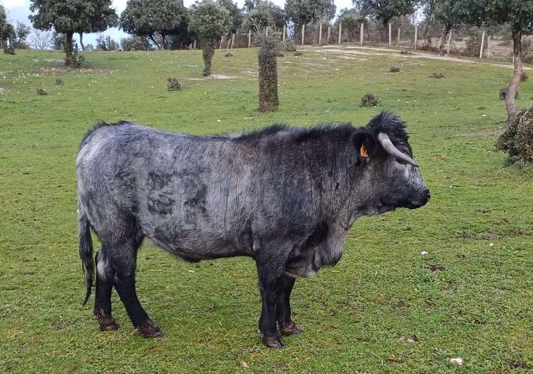 Una vaca morucha en la finca El Maillero, en Puebla de Azaba, Salamanca.