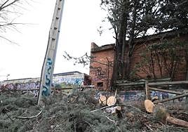 Árbol caído desde el interior del recinto del hotel Rey Sancho sobre el carril bici que discurre junto al río Carrión.