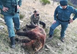 Osa abatida en la cacería.