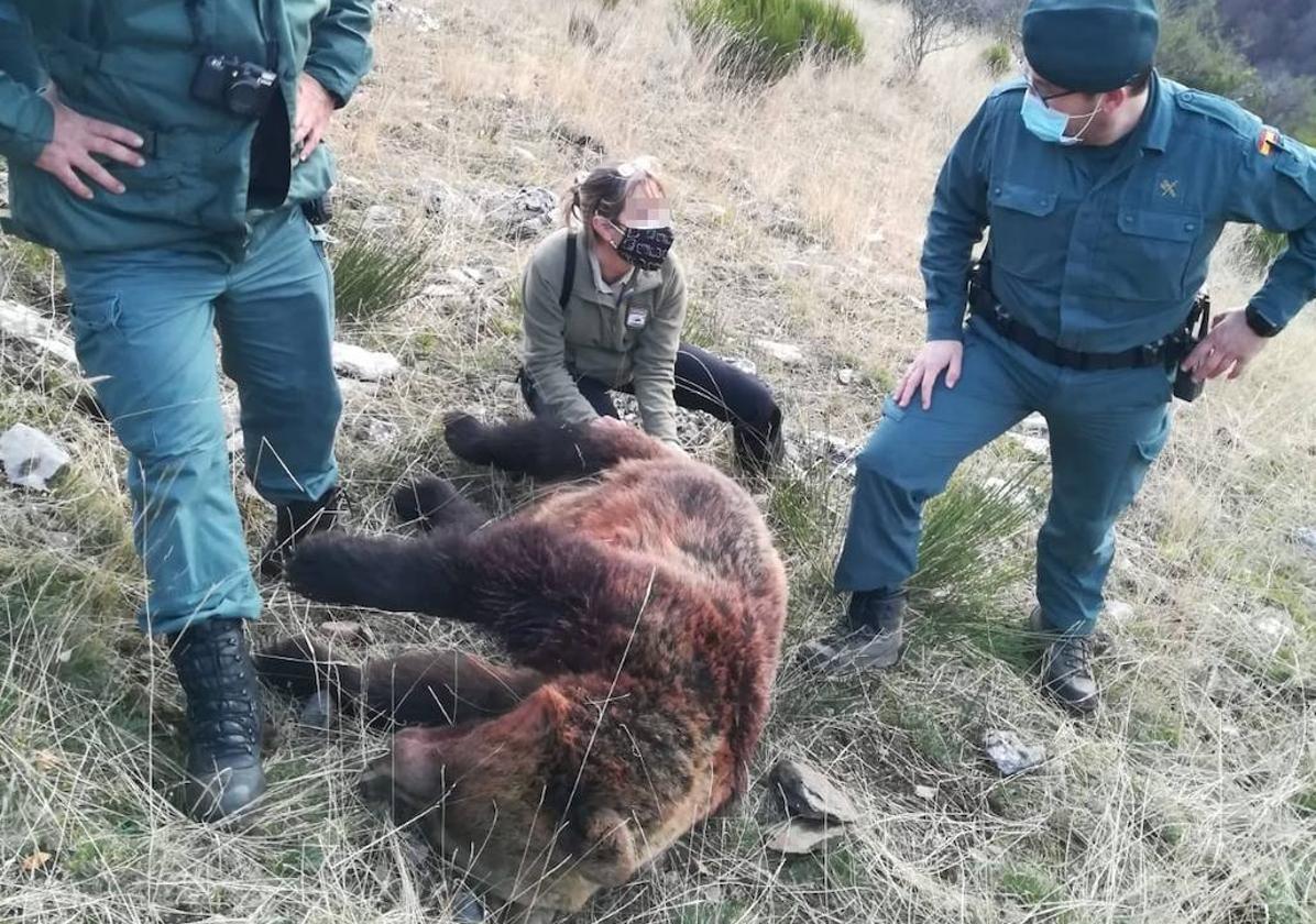 Osa abatida en la cacería.