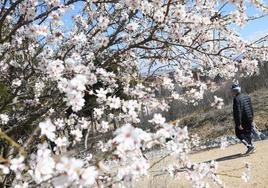 Almendros en flor.