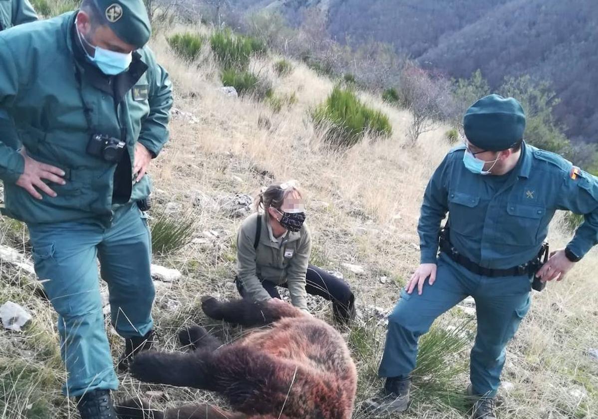 Ecologistas en Acción critica que no haya sido «más contundente» la sentencia por matar a una osa