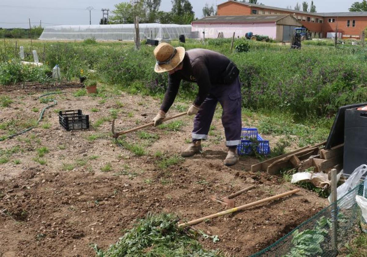 Huertos ecológicos en la provincia de Valladolid.