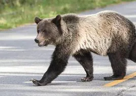 Imagen de archivo de un oso cantábrico.