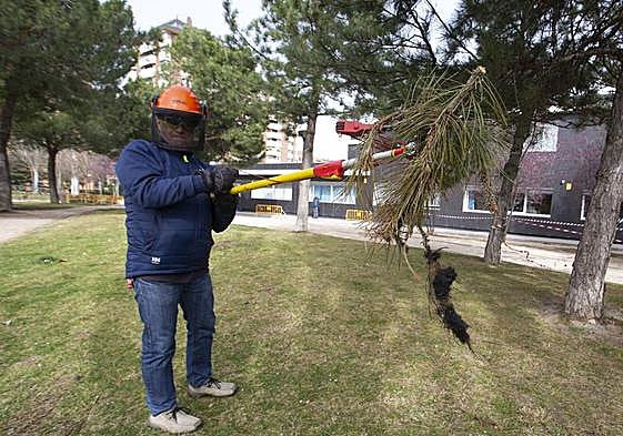 Control municipal de los nidos de procesionaria.