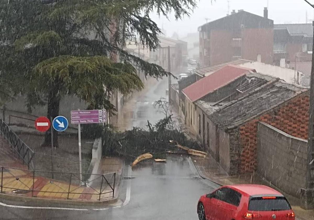 Ramas del abeto caídas sobre la calzada de la calle Mariemma.