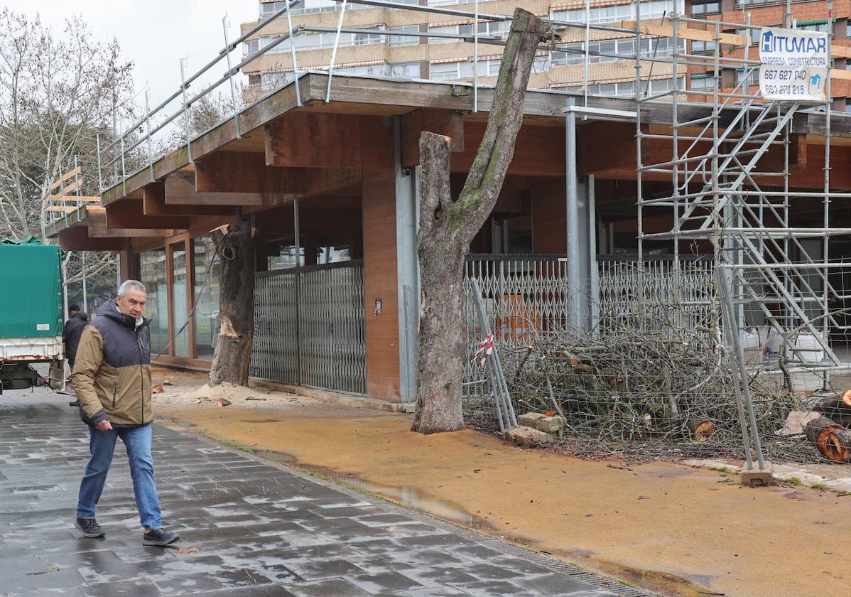 Árboles que están siendo talados junto a la cafetería del Salón.