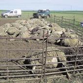 Récord de reses muertas en un año por ataques de lobos en Segovia