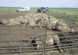 Cadáveres de ovejas amontonados en una explotación de Duruelo tras un ataque de lobos.