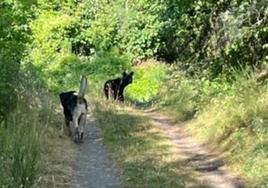 Osos en la localidad de Villaseca de Laciana.